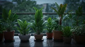 Monsoon Proofing: Essential Care For Balcony Plants Now