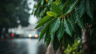 Street Trees Quietly Save The Monsoon Mood