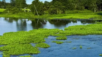 Assam's Monsoon Landscapes Are Drawing Travellers Looking Beyond Popular Hill Stations