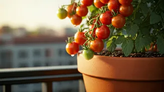 Cherry Tomatoes Are The Cutest Balcony Garden Flex