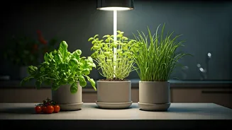 Low-Light Homes Can Still Grow Real Food