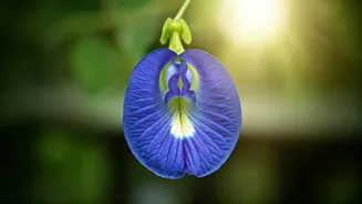 Cultivate Divine Blue Blooms: Your Balcony Guide to Aparajita