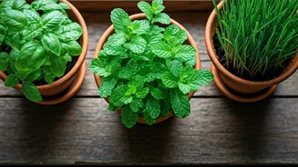 The Windowsill Guide: 4 Herbs To Grow This Monsoon