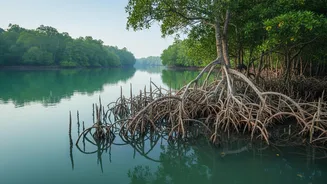 How Telemetry Monitoring Tracks Mangrove Loss Caused By Cyclonic Tidal Waves In Sundarbans