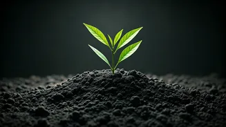 Unearthing Amazonian Dark Earth: Ancient Soil's Secret to Supercharged Tree Growth