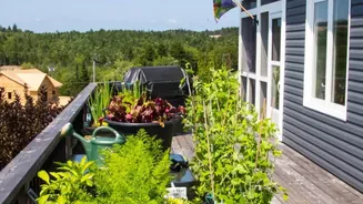 Home Gardeners Need a Clearer View of Container Depth after the Start of August Sowing