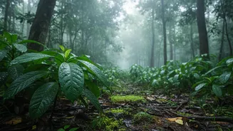 Scientists Track Rainfall Changes To Better Understand India's Forest Future