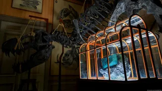 "Couro de T-Rex": mais frango do que dinossauro?