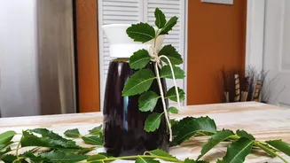 How to use neem leaves to make craft items