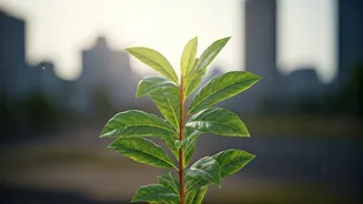 New Saplings Could Make Cities Greener This Monsoon