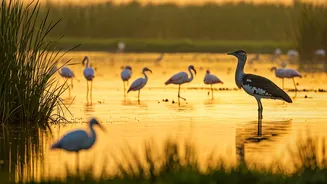 India's Avian Jewels: 10 Must-Visit Wetlands for Bird Lovers