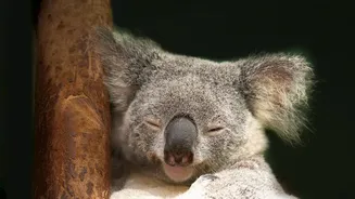 Researchers Explore Why Weekend Sleep Changes May Affect Body Rhythms