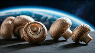 Space Fungi Triumph: Earth-Grown Mushrooms Thrive After ISS Voyage and Return
