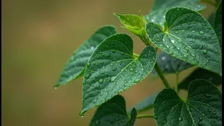 Less Water Does Not Mean Neglect: Rainy Plants Still Need Close Observation