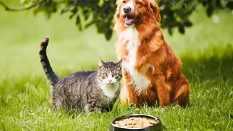 Pet Care In Indian Monsoon: Avoiding Common Seasonal Health Issues