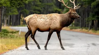Wildlife Needs Predictable Space Around Roads and Water Points