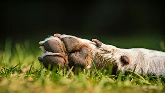 Why Active Dogs Are Prone To High Paw Infection Rates