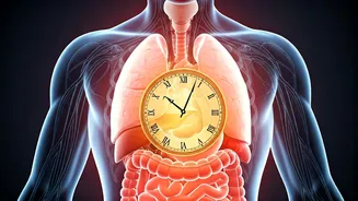 Understand Your Body's Natural Rhythms.