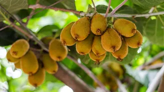 Como cultivar kiwi em casa? Veja dicas para colher frutos rapidamente