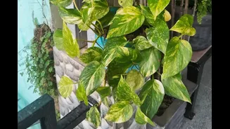 Financial Troubles? You Might Be Making These Common Money Plant Vastu Mistakes