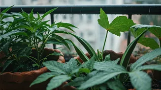 Balcony Pots Are Getting A Monsoon Veggie Glow-Up