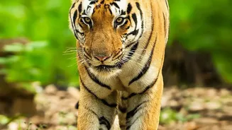 How Relocating Tigers Re-establishes Historical Ecological Links Across Indian Forests