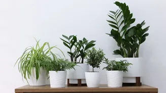 O segredo das plantas que não morrem: Conheça 5 espécies perfeitas para quem não tem tempo de regar