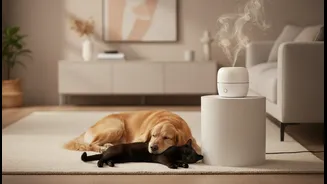 How to use comforting pheromone diffusers to manage pet noise anxiety tonight
