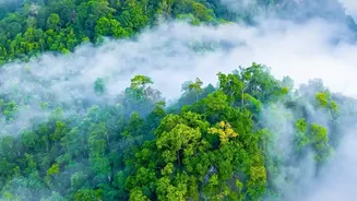The Global Forest Restoration Gap Is Growing, According To A New UN Report