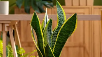 How Snake Plants and Peace Lilies improve indoor air quality and fit small bedroom spaces easily