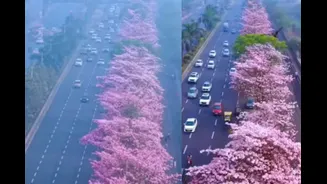 Mumbai Has Its Own Cherry Blossom, Just Like Japan: Check Location, How To Reach, Is There A Ticket?