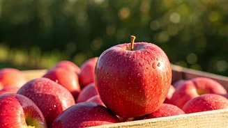 Himachal CM to Raise Apple Import Duty Concerns with the Centre