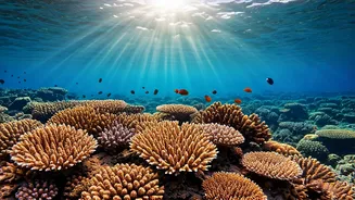 Unveiling India's Underwater Wonders: Coral Reefs
