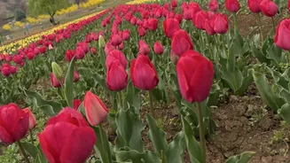 Asia’s largest Tulip Festival opens on March 16: All about Kashmir’s floral spectacle