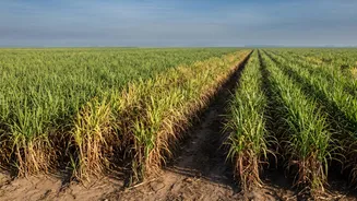 Red Rot Spreads Through Cane Fields as Sugar Prices Climb