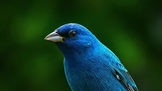 Songbirds May Combine Eight Common Sound Types in Different Ways