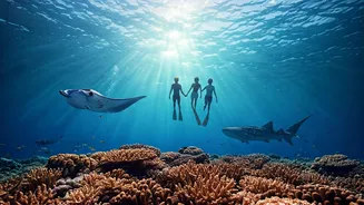 Watch Young Couples Glide With Magnificent Marine Life In Maldives