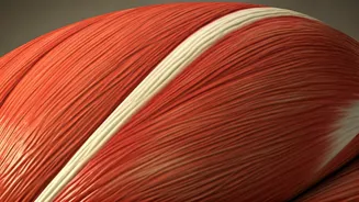 महिलाओं में लंबी उम्र का रहस्य: मांसपेशियों का महत्व