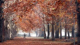 11:11 Weekend | Kashmir through the seasons, pet-friendly travel, and why how you eat is replacing what you cut