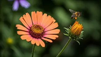 Why Experts Advise Against Butterfly Bush: Unveiling Ecological Concerns & Superior Alternatives