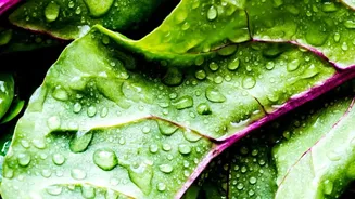 Leafy Greens Are Nutritious, but Some Sawan Customs Still Avoid Them