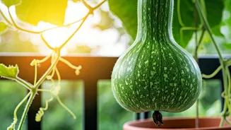 Grow Lauki Easily on Your Balcony in 5 Steps