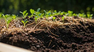 Boost Your Raised Beds: 6 Eco-Friendly Fillers to Replace Expensive Soil