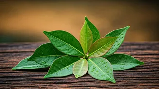 Gongura: The tangy secret of Andhra