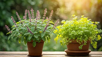 Tulsi And Coriander Are Home-Garden Heroes