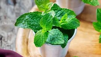 Plant Tulsi Mint And Coriander Easily In Small Windowsill Pots For Fresh Winter Cooking