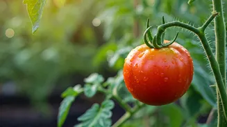 Tomatoes Are The Classic Home-Garden Confidence Boost