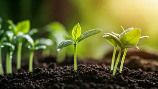 Monsoon Gardening Inspires Youth