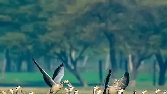 Habitat Protection Along Flyways Could Decide Migratory Birds' Future