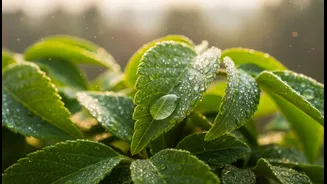 How To Protect Balcony Greenery From Humid Weather Pests Using Safe Non-Scorching Neem Ratios
